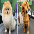 Dog Groomer Doncaster